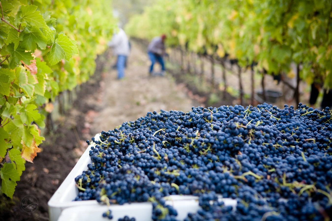 SUNSET AND WINE EXPERIENCE - Image 5