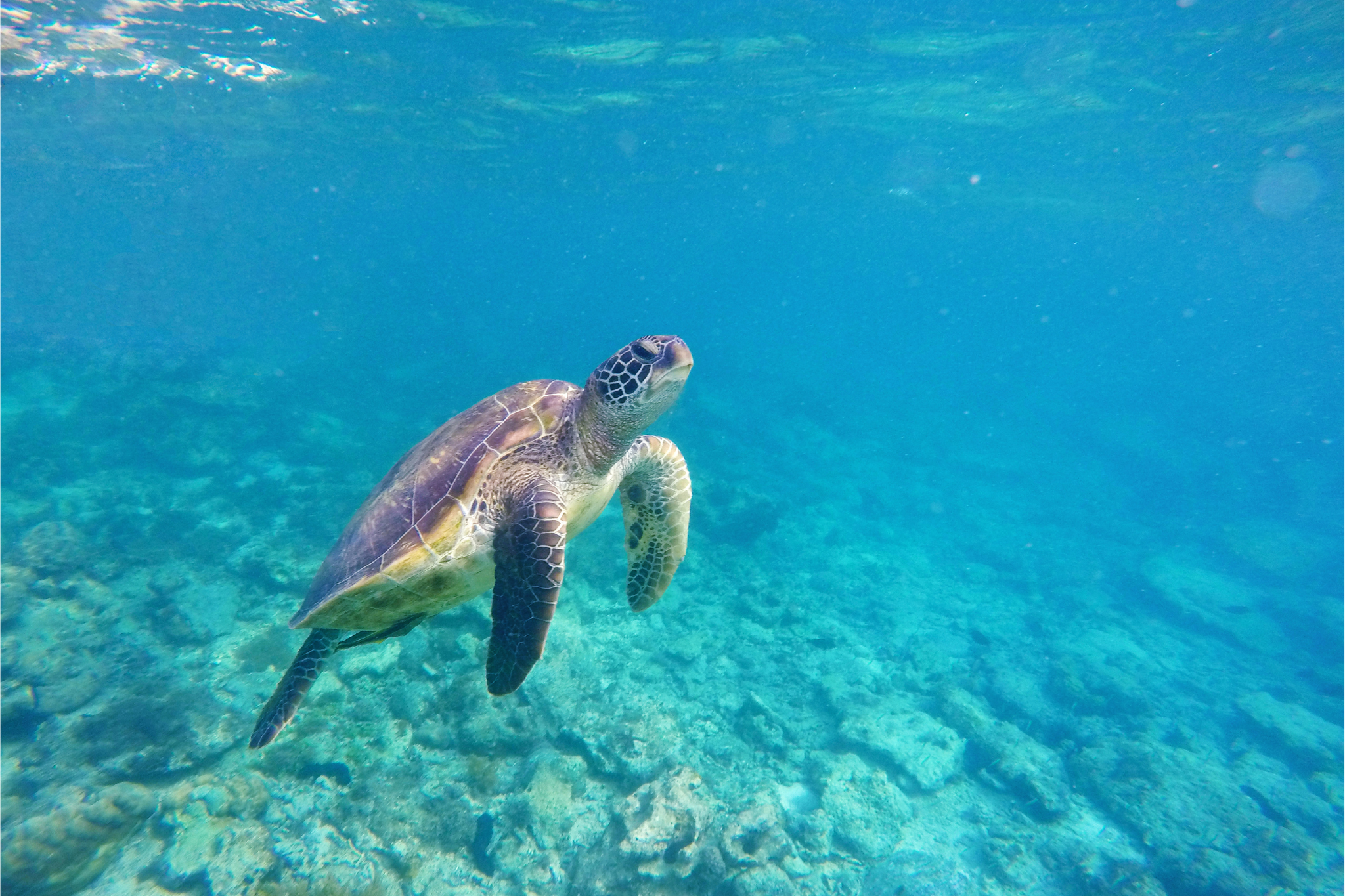 Turtle Island & Keri Experience