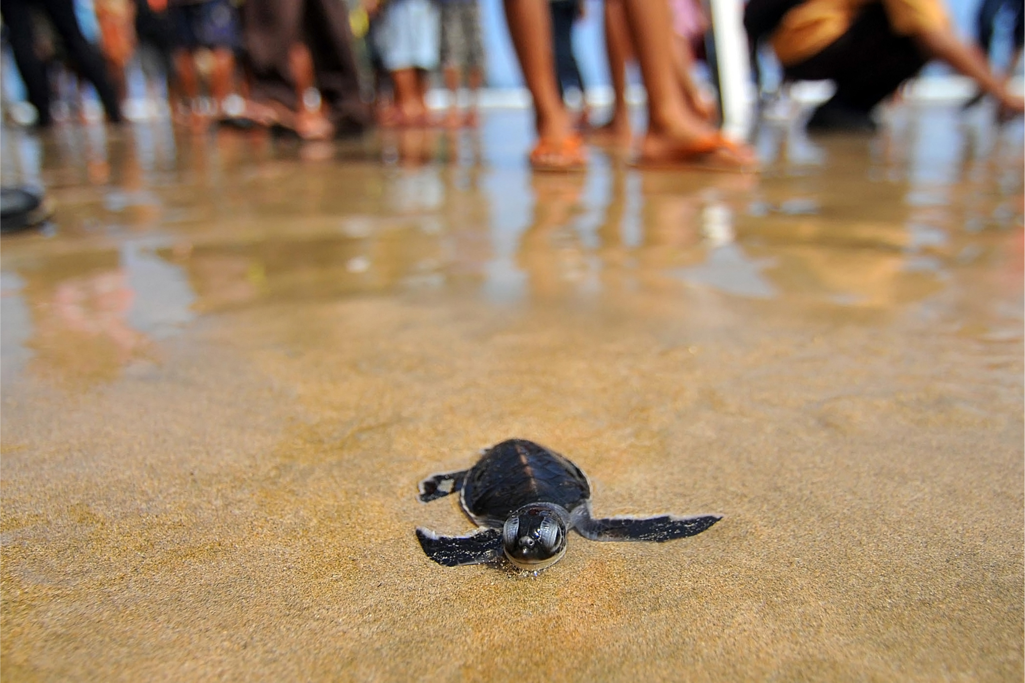 Turtle Island & Keri Experience - Image 9