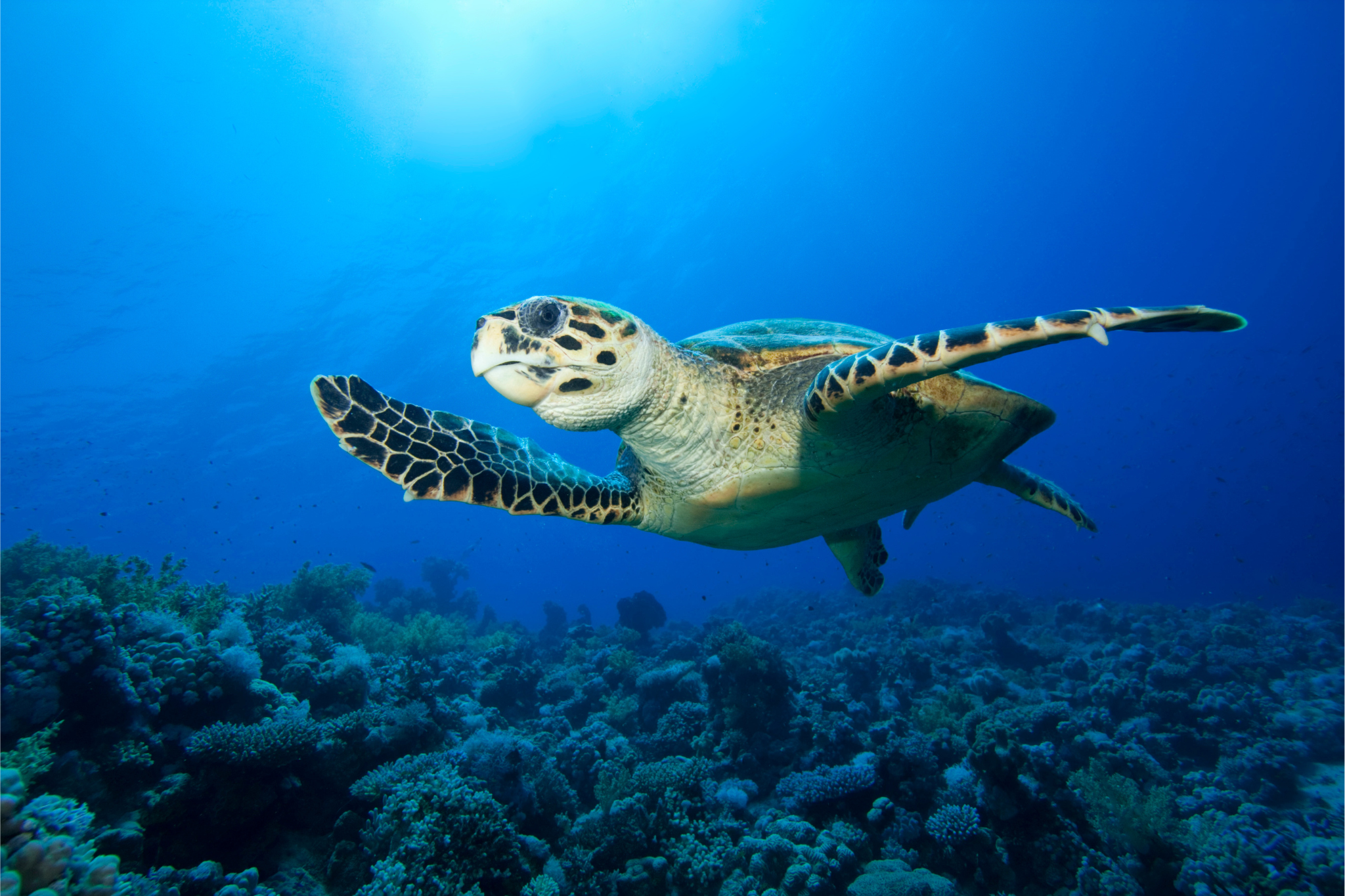 Turtle Island & Keri Experience - Image 10
