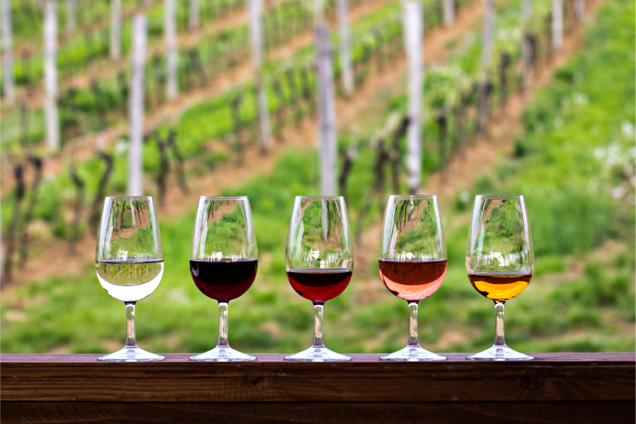 SUNSET AND WINE EXPERIENCE - Image 9