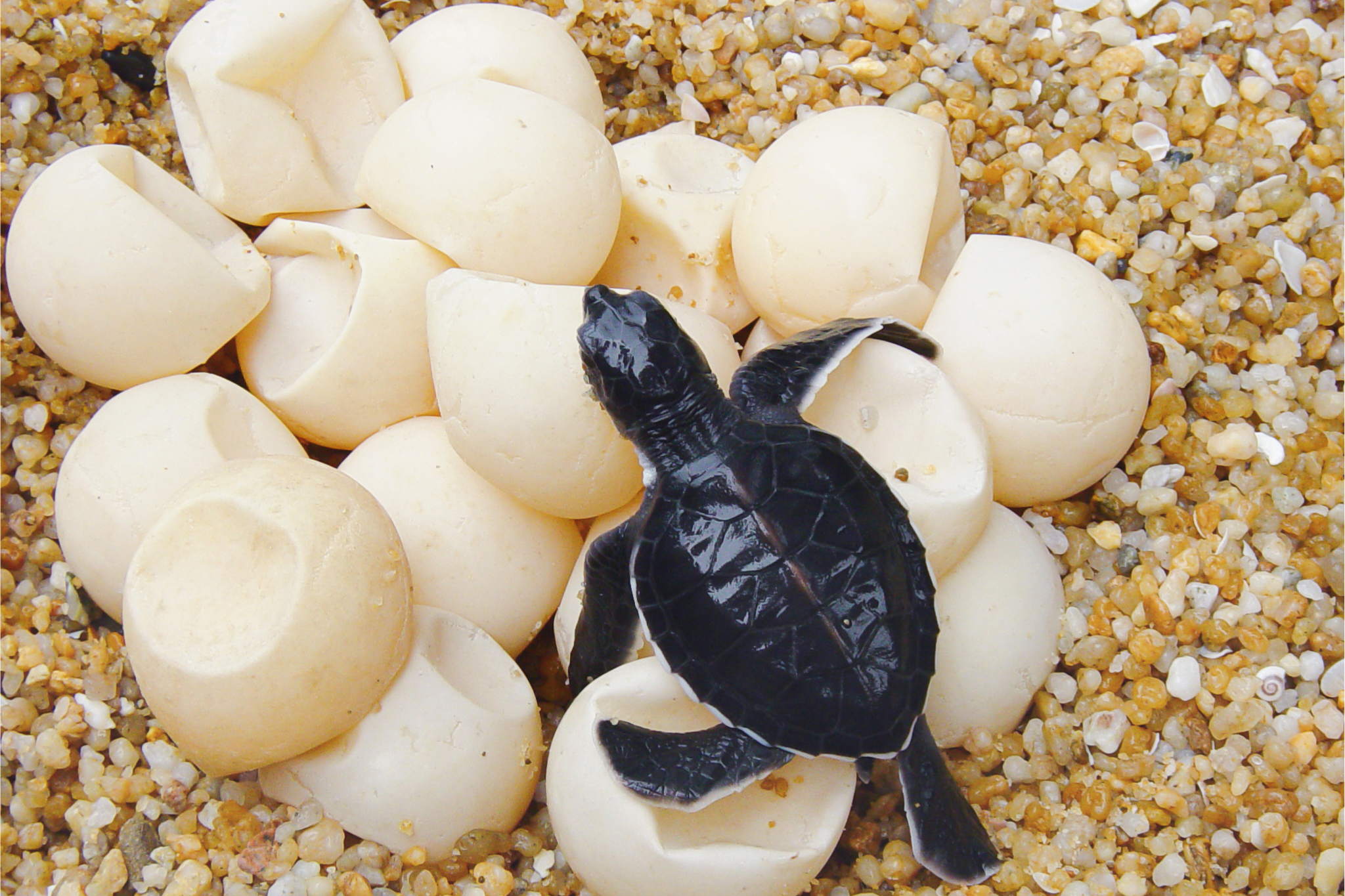 Turtle Island & Keri Experience - Image 3